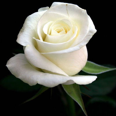 white-rose-02
